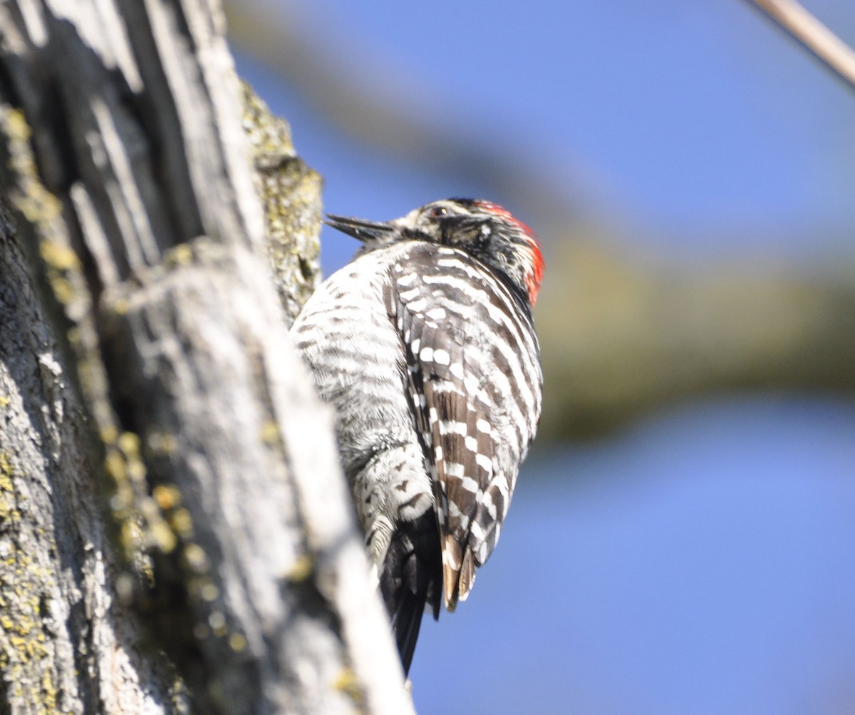 Nuttall's Woodpecker - ML633205415