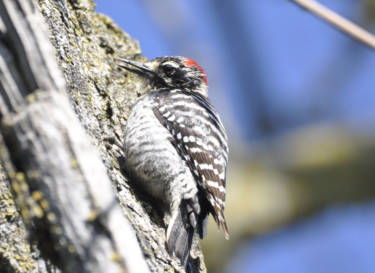 Nuttall's Woodpecker - ML633205416
