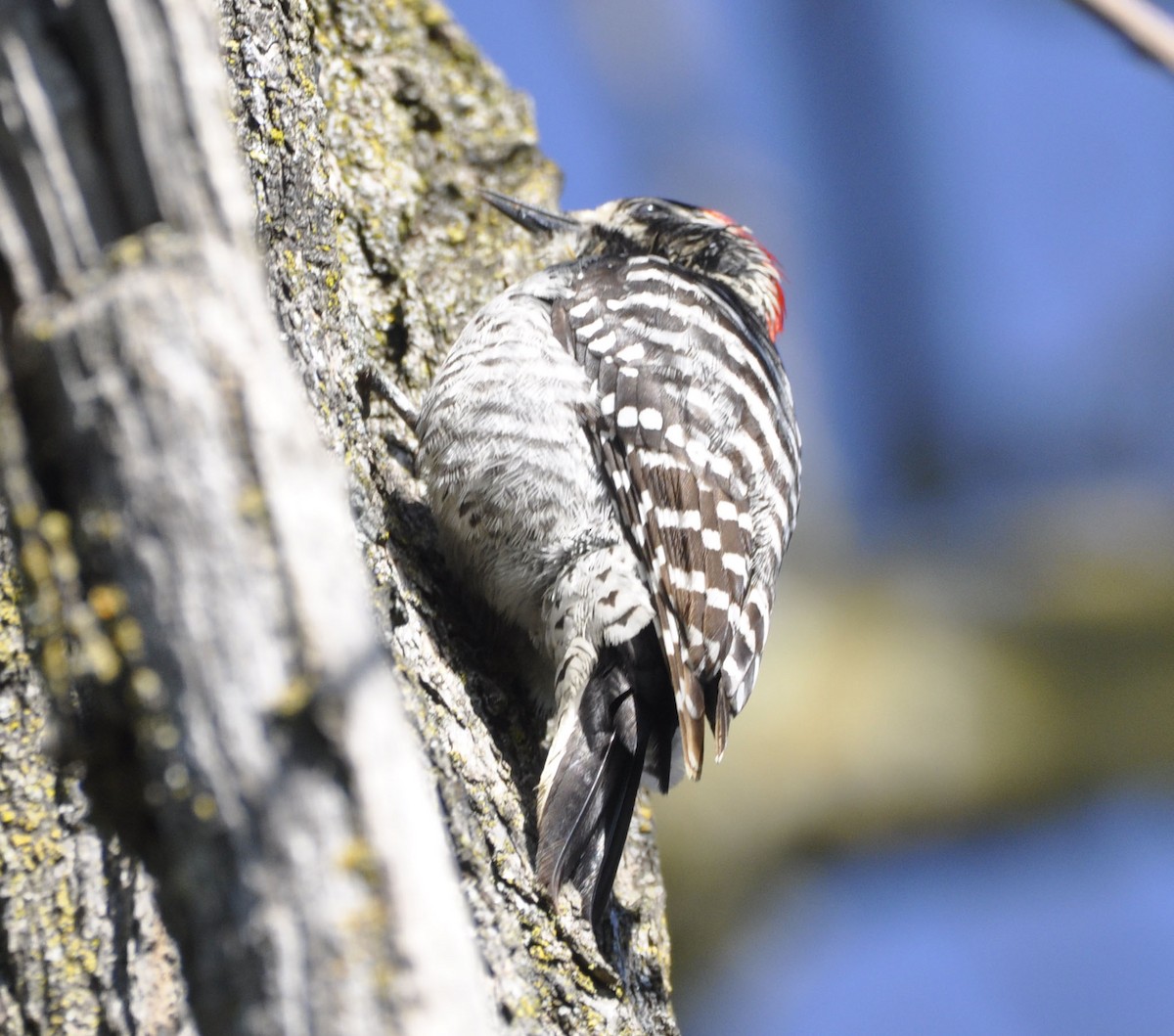 Nuttall's Woodpecker - ML633205417