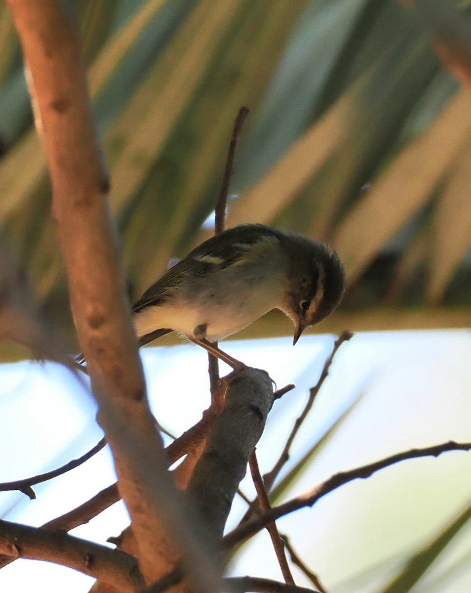 Вівчарик лісовий - ML633205421