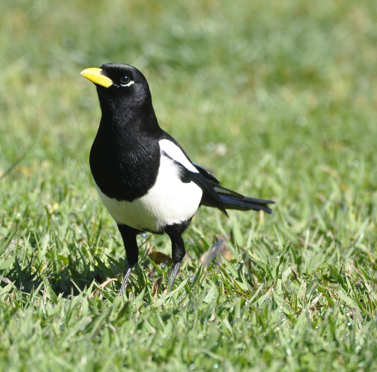 Yellow-billed Magpie - ML633205422