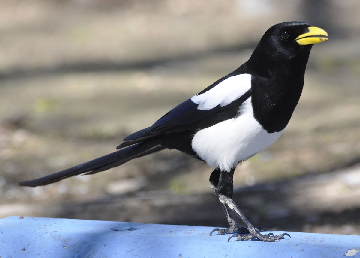 Yellow-billed Magpie - ML633205423