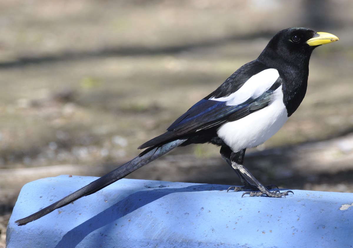 Yellow-billed Magpie - ML633205424