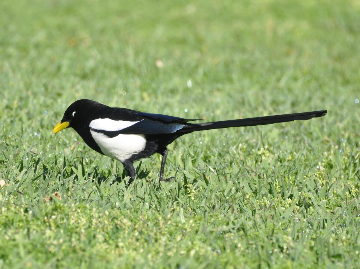 Yellow-billed Magpie - ML633205426