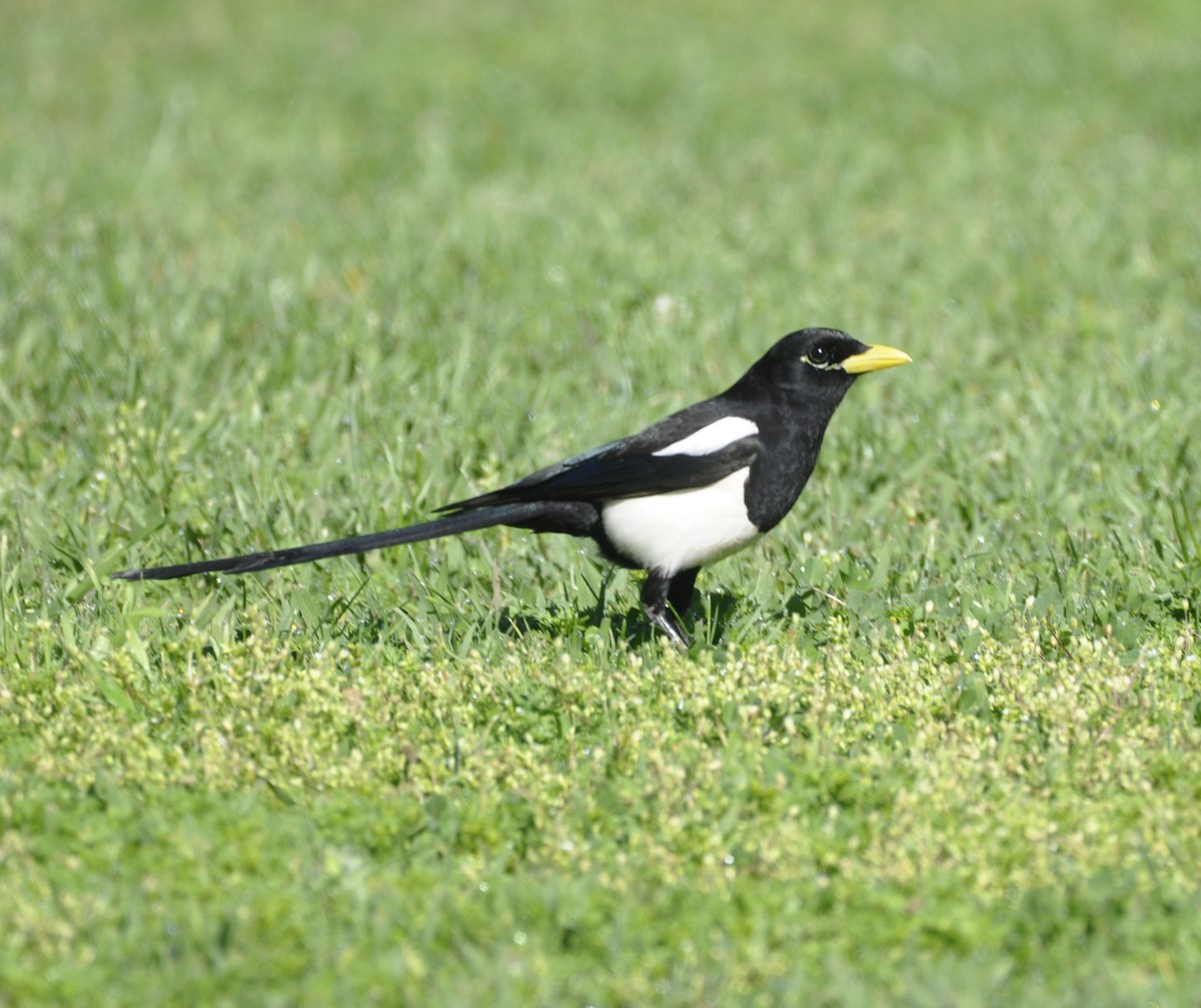 Yellow-billed Magpie - ML633205427