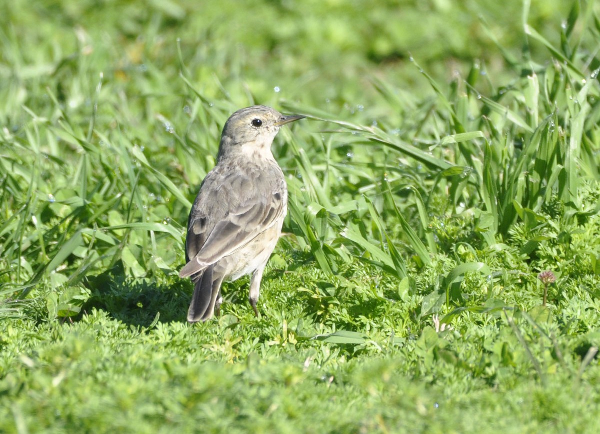 American Pipit - ML633205434