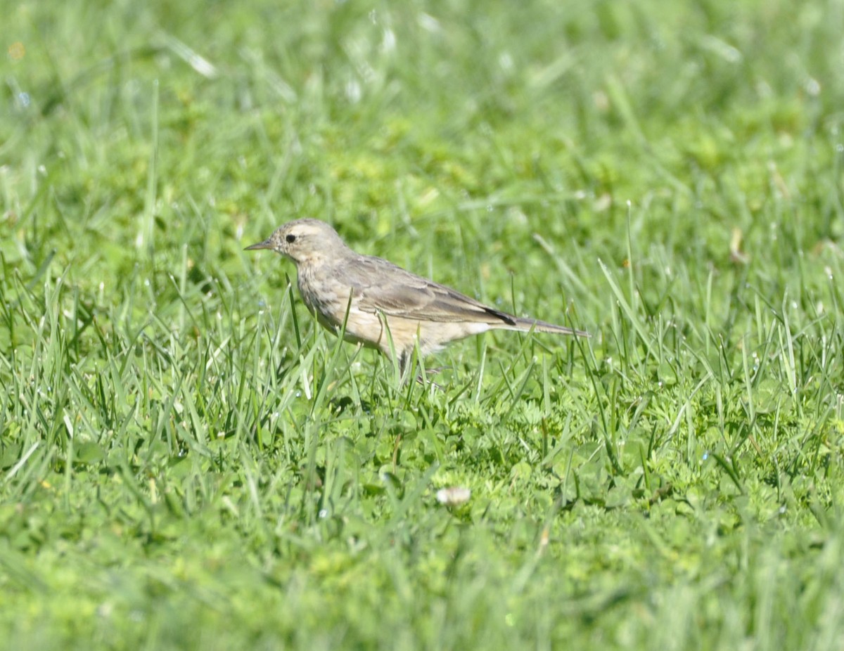 American Pipit - ML633205435