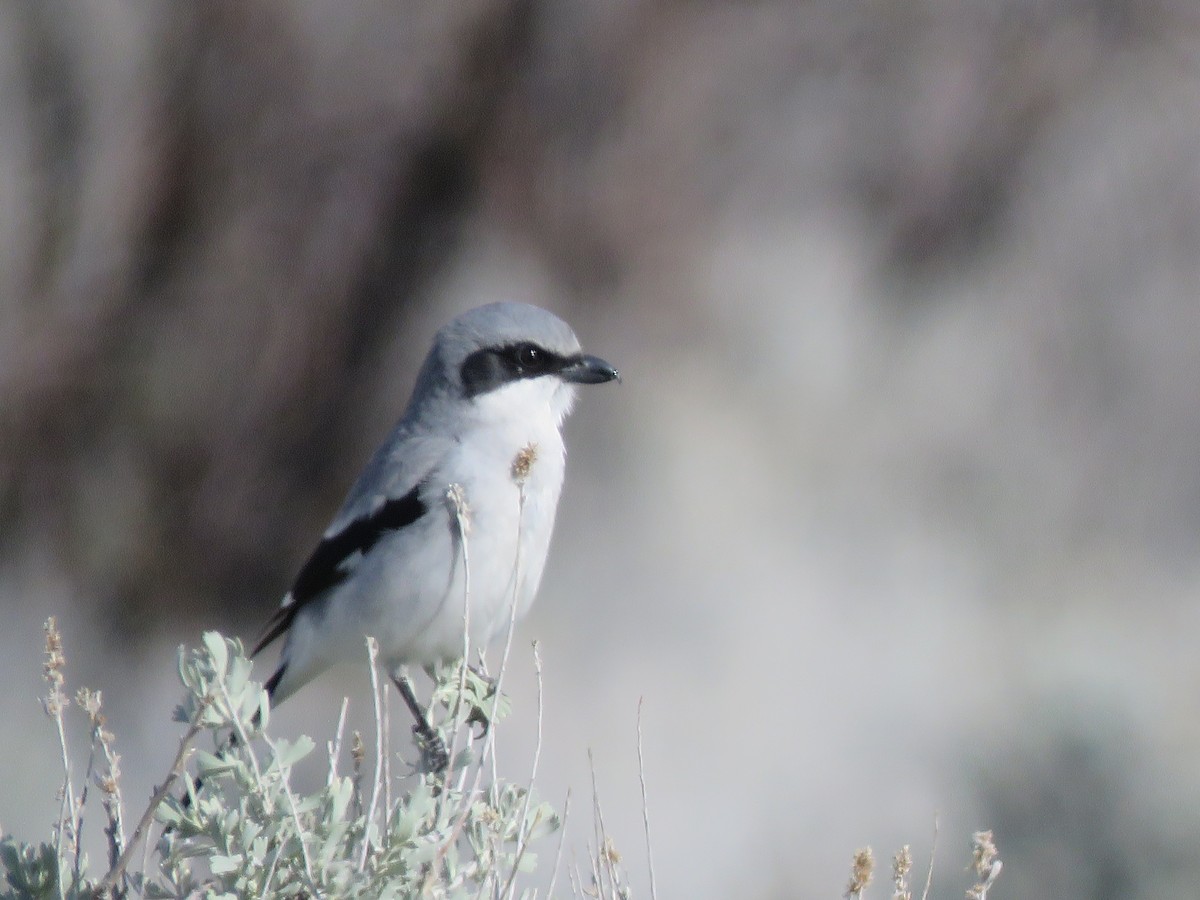 Loggerhead Shrike - ML633205505