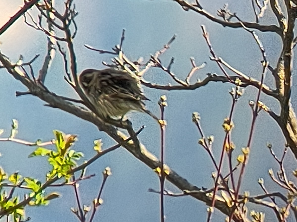 strnad rákosní - ML633205649