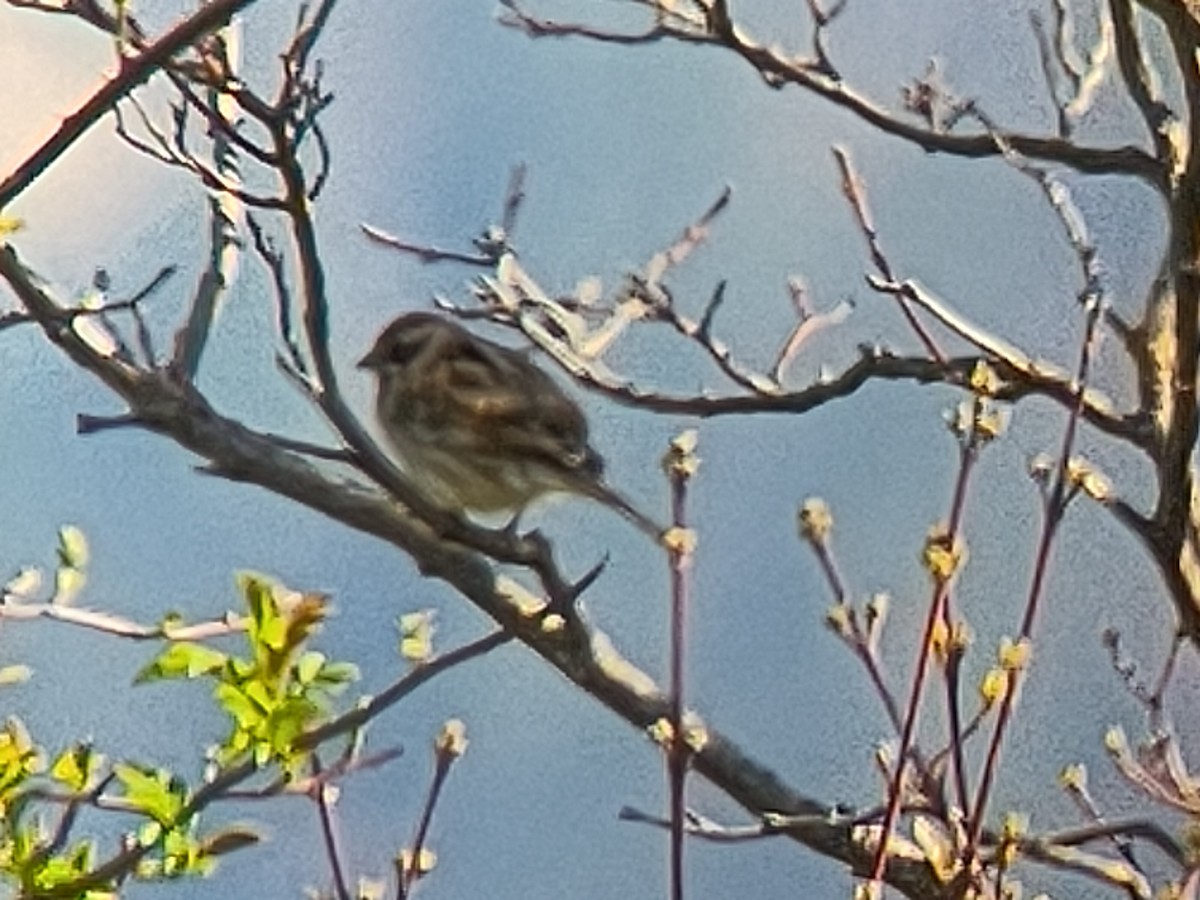 strnad rákosní - ML633205650