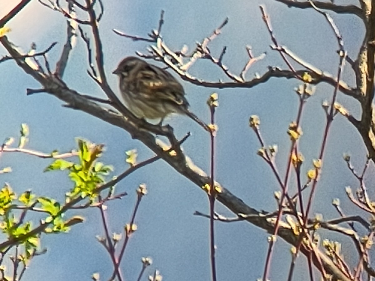 strnad rákosní - ML633205651