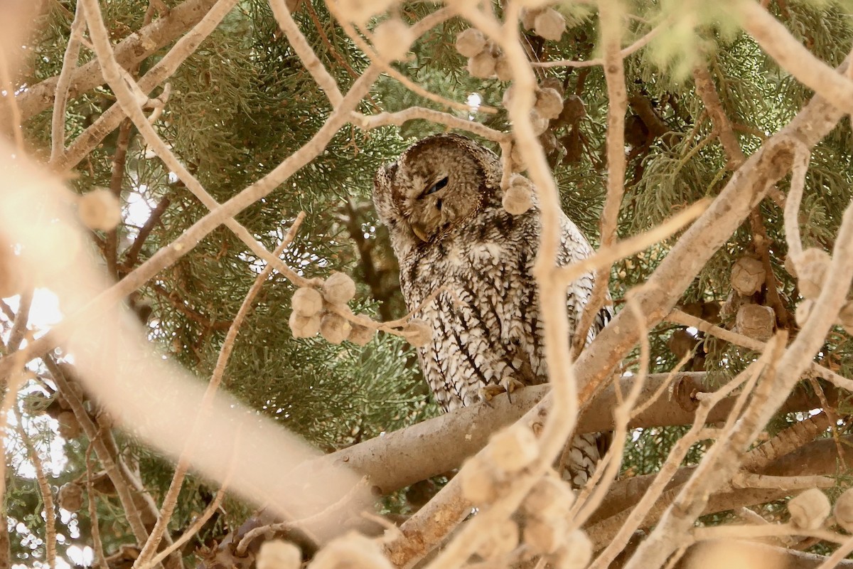 Maghreb Owl - ML633205677