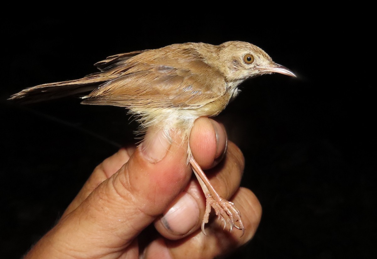 Rufous Cisticola - ML633205857