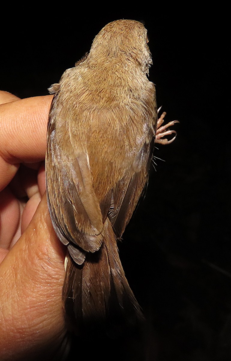 Rufous Cisticola - ML633205858