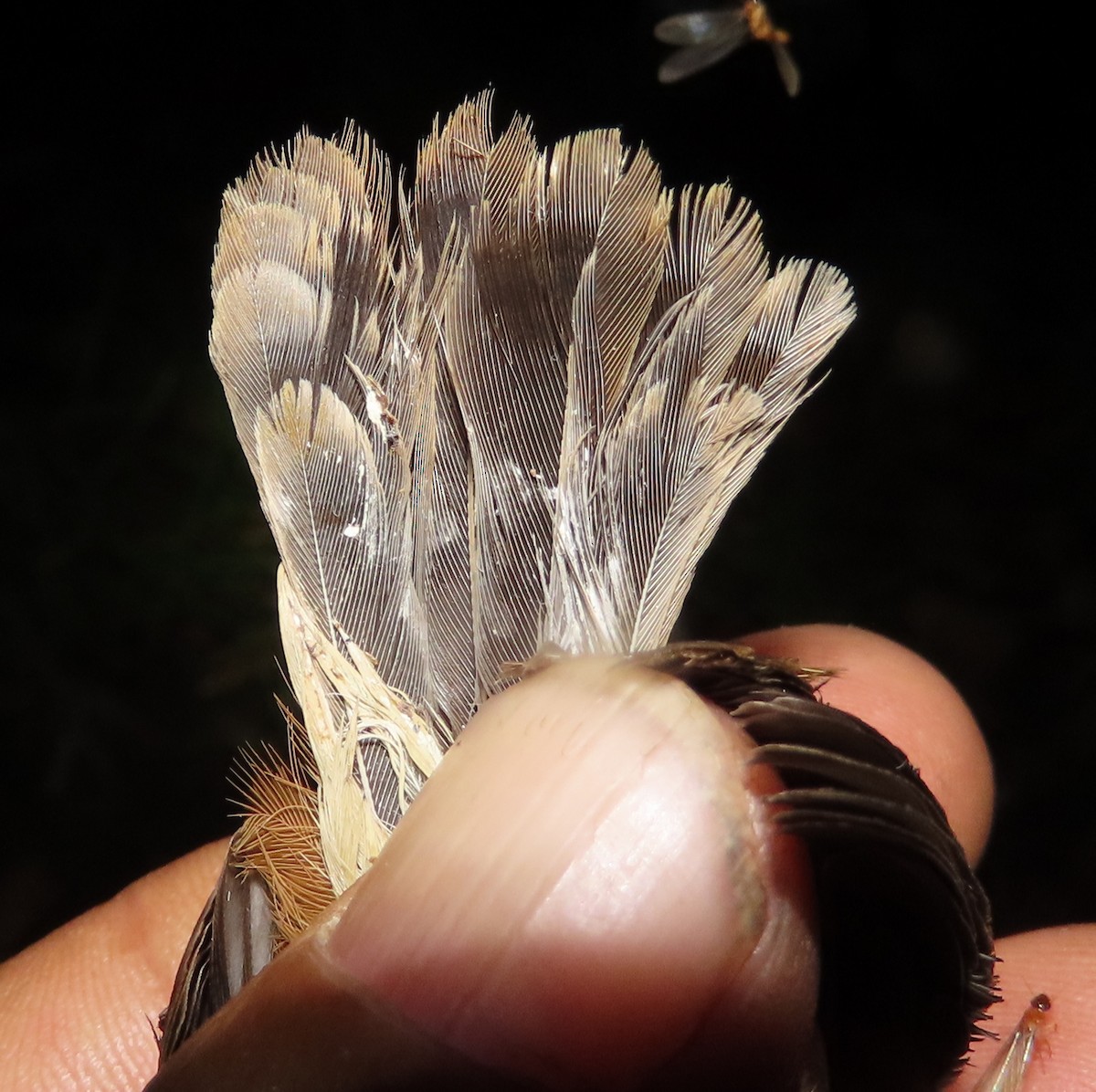 Rufous Cisticola - ML633205860