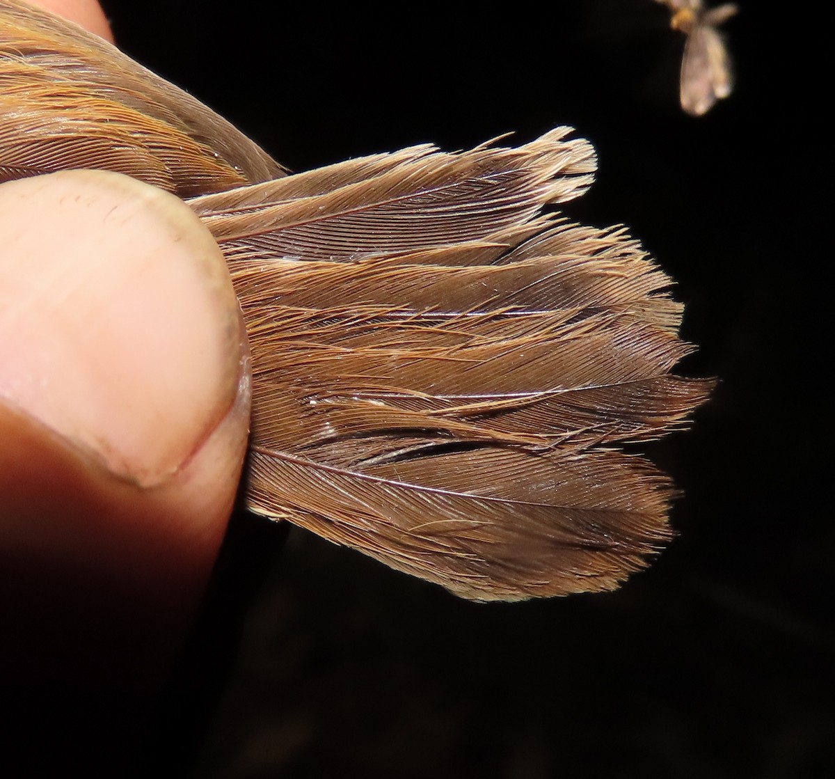 Rufous Cisticola - ML633205862