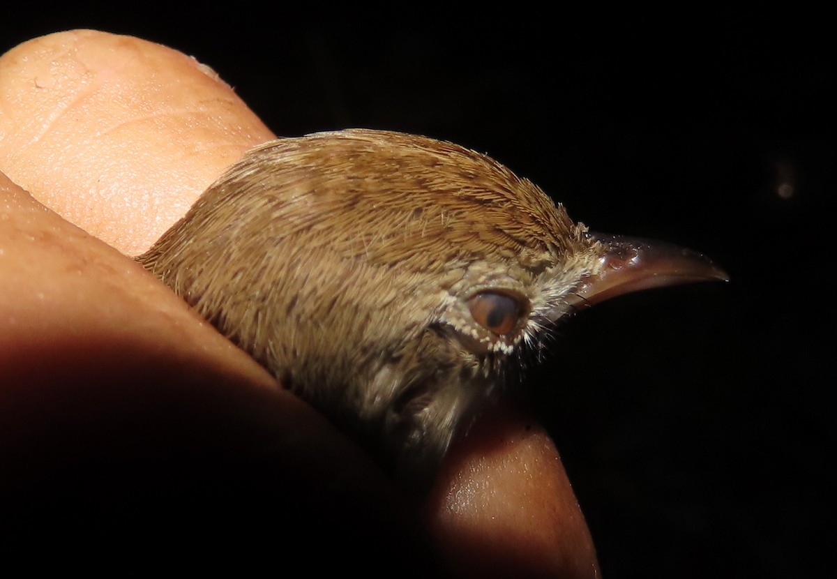 Rufous Cisticola - ML633205866