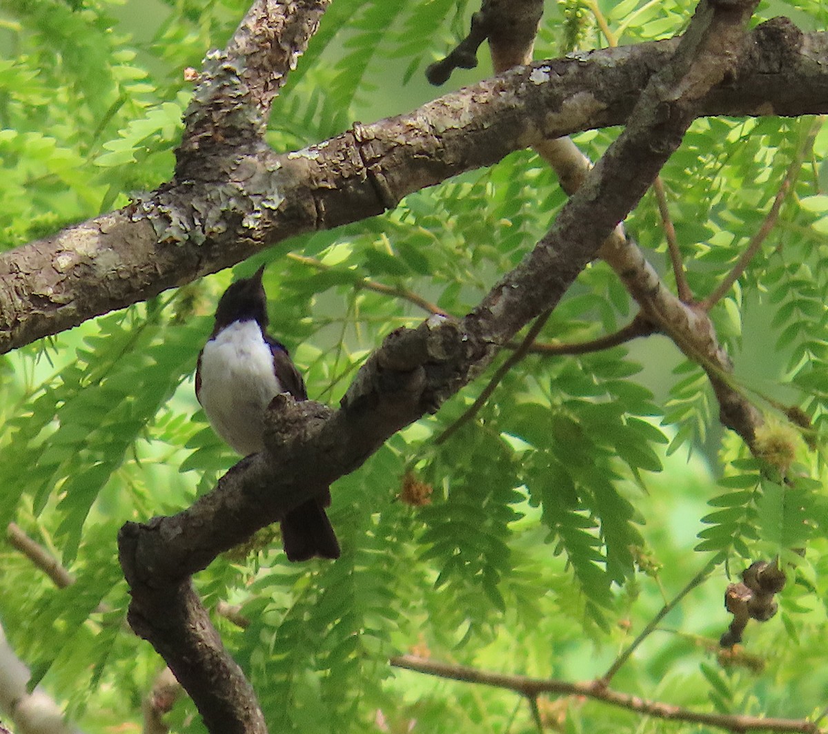 Suimanga Violeta - ML633205952