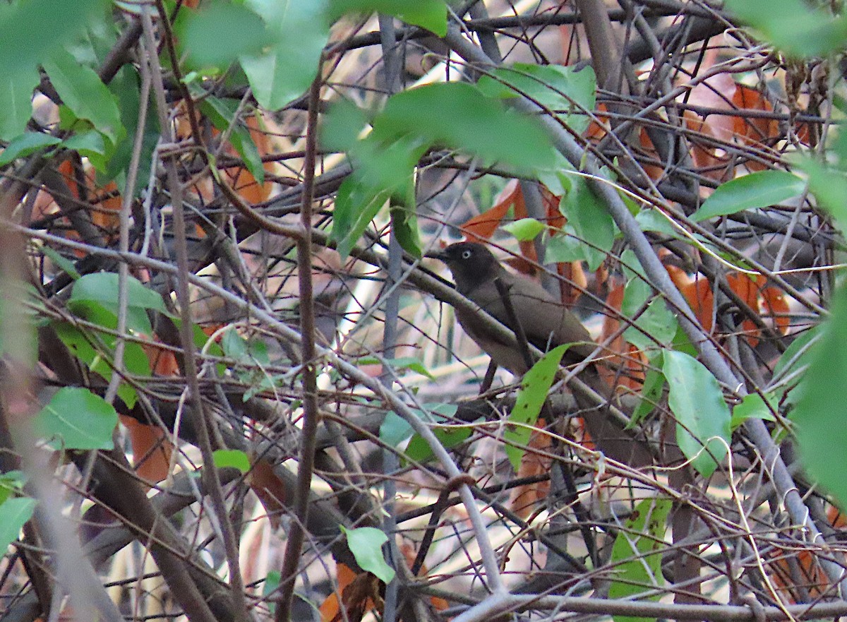 Blackcap Babbler - ML633206143