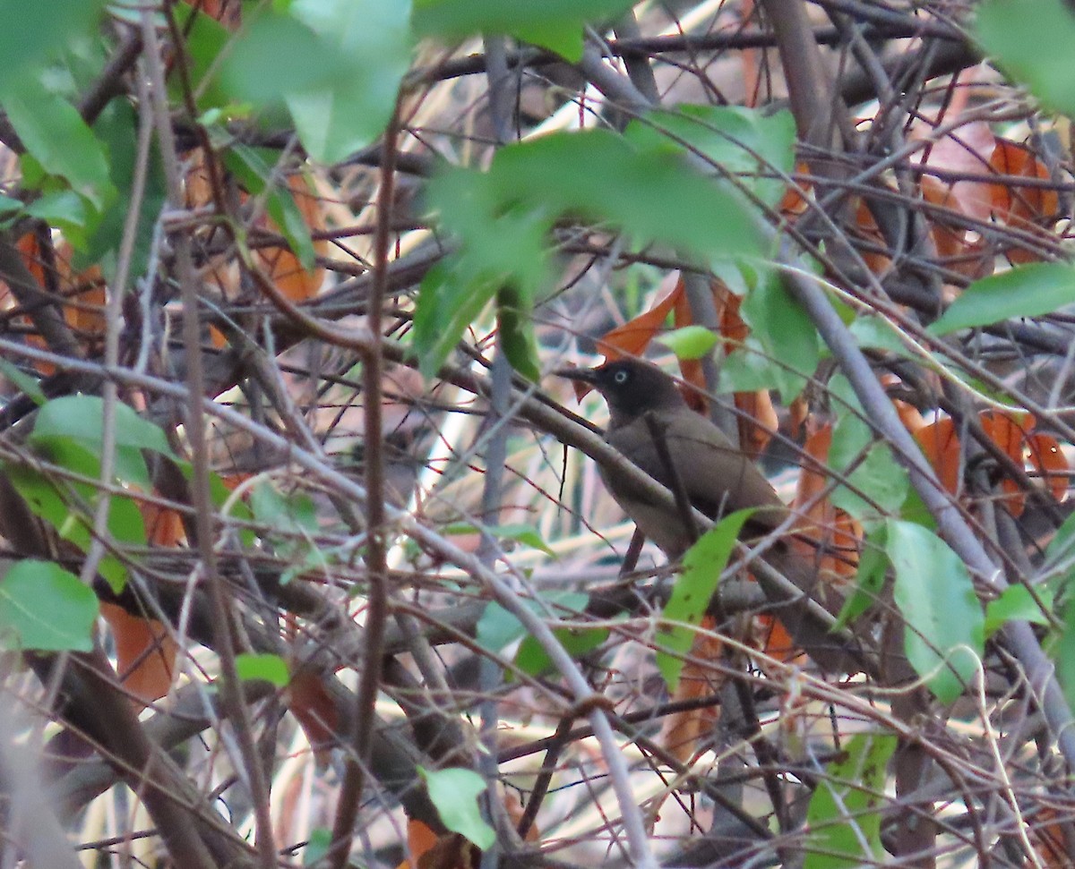 Blackcap Babbler - ML633206147