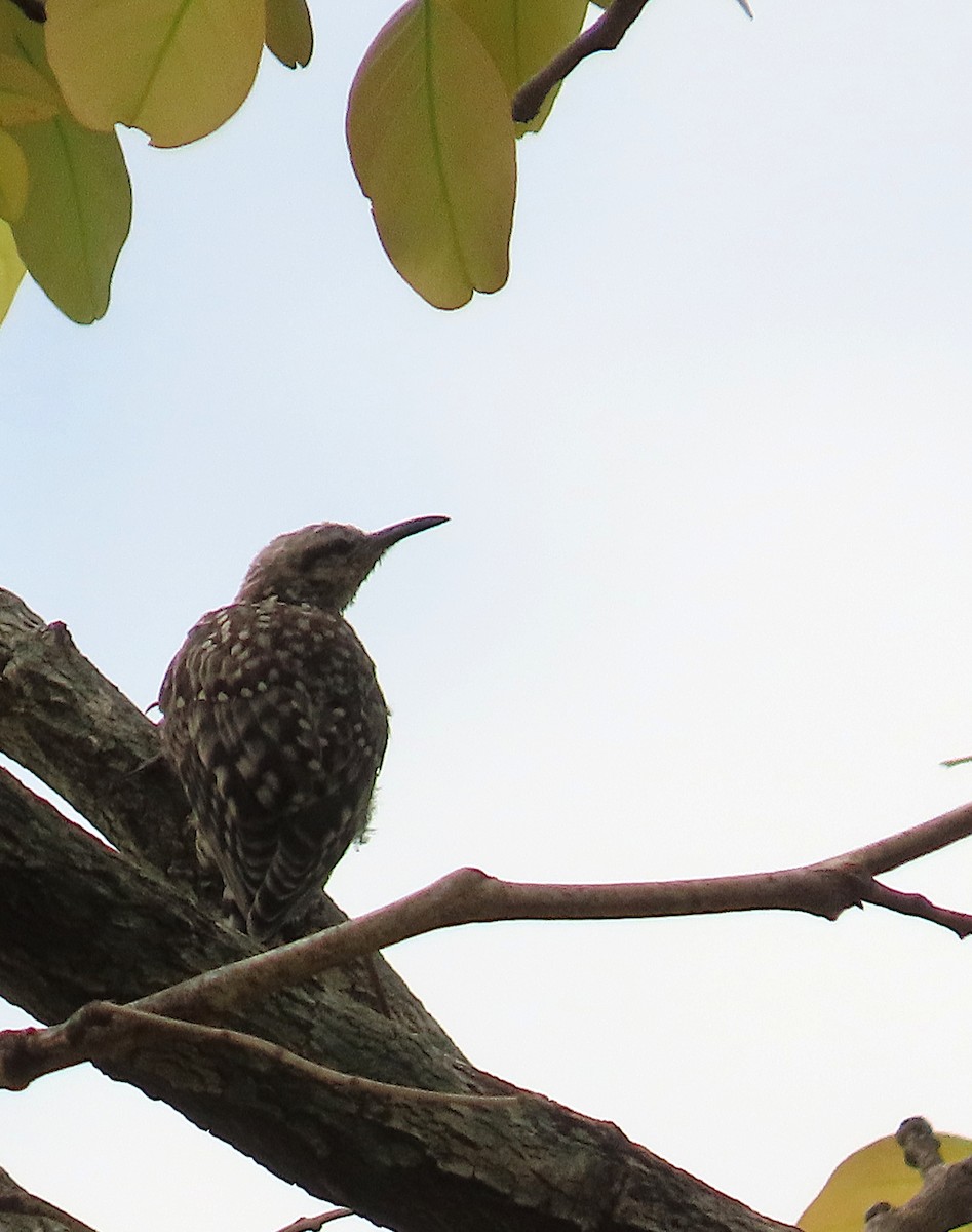 African Spotted Creeper - ML633206198