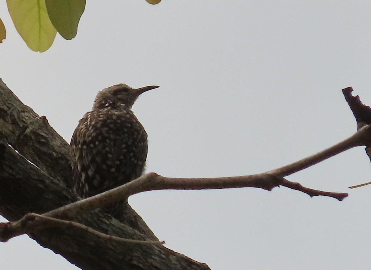 African Spotted Creeper - ML633206200