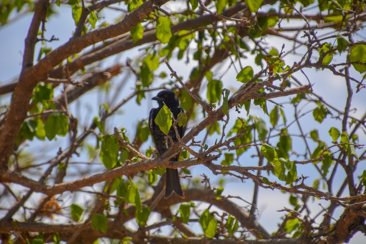 Drongo brillant - ML633206212