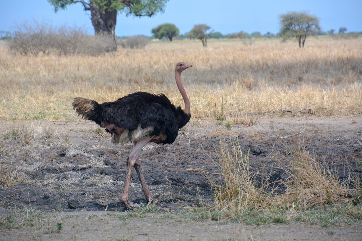 Autruche d'Afrique - ML633206233