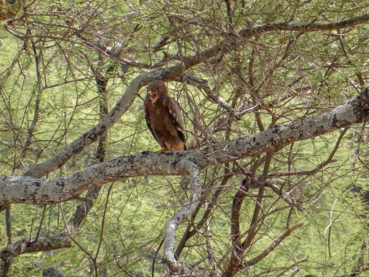 Aigle des steppes - ML633206255