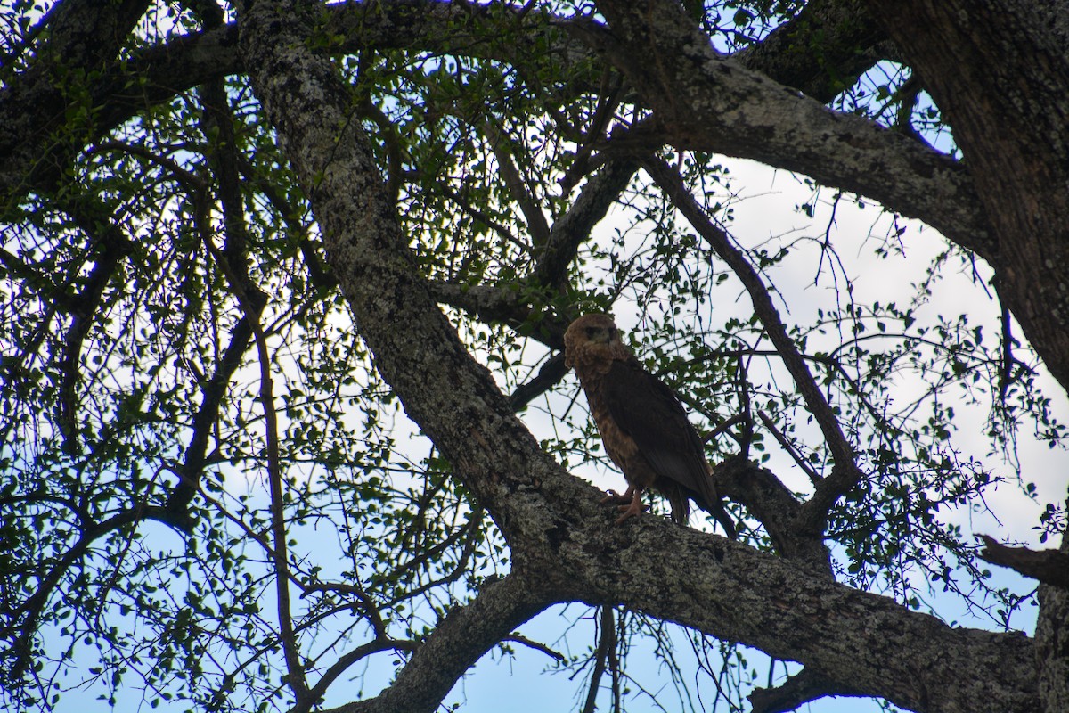 Bateleur des savanes - ML633206266