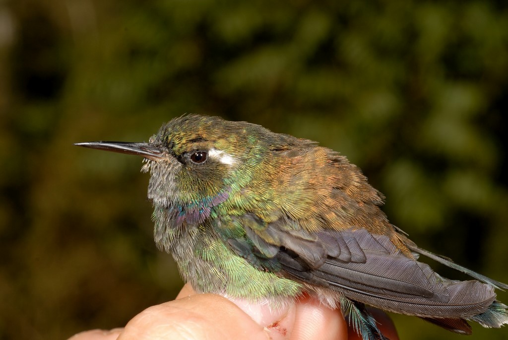 Geoffroy's Daggerbill - ML633206328