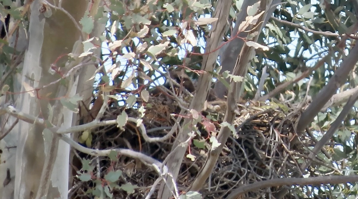 Red-tailed Hawk - ML633206385