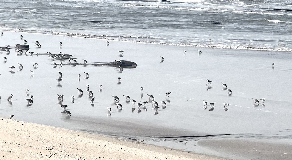 Гурвалж элсэг - ML633206488