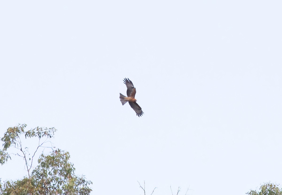 Square-tailed Kite - ML633206524