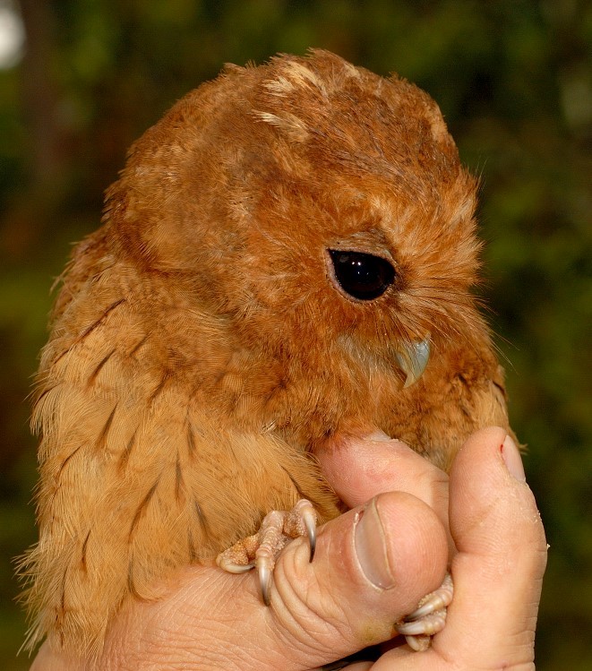 Cinnamon Screech-Owl - ML633206573