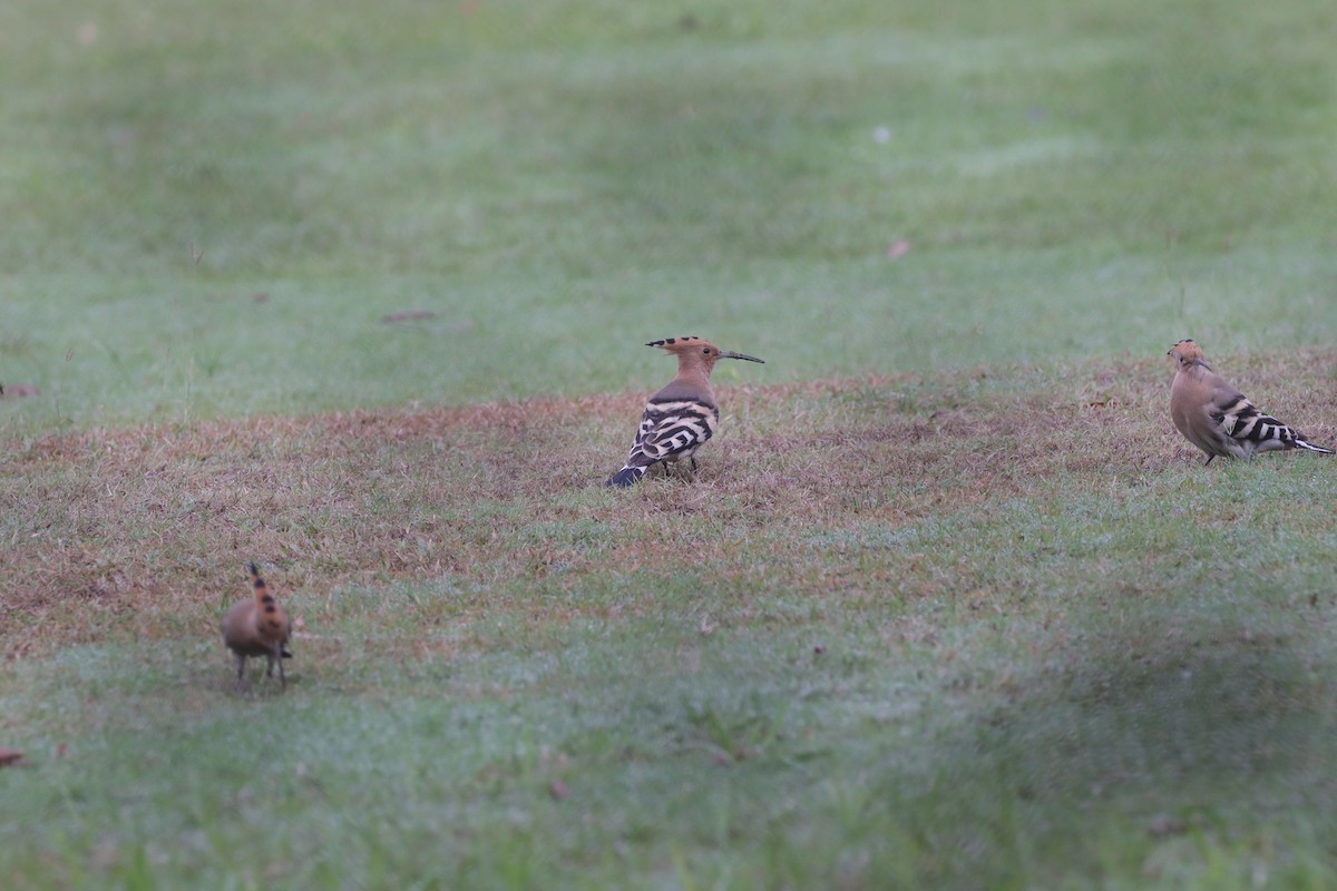 Eurasian Hoopoe - ML633206583