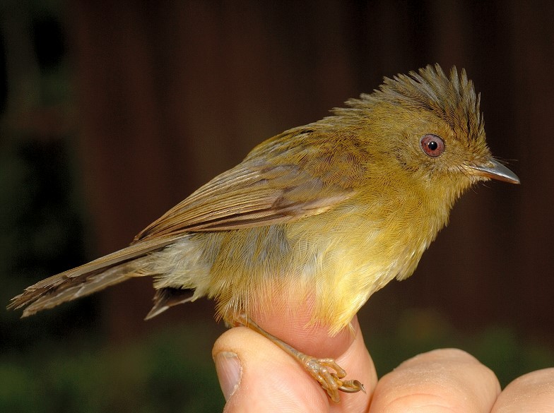 Bronze-olive Pygmy-Tyrant - ML633206591