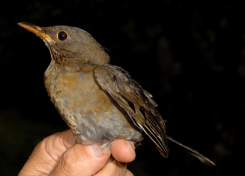 Andean Slaty Thrush - ML633206624