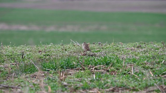 Vesper Sparrow - ML633206708