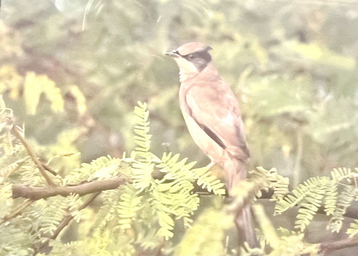 Hypocolius - ML633206737