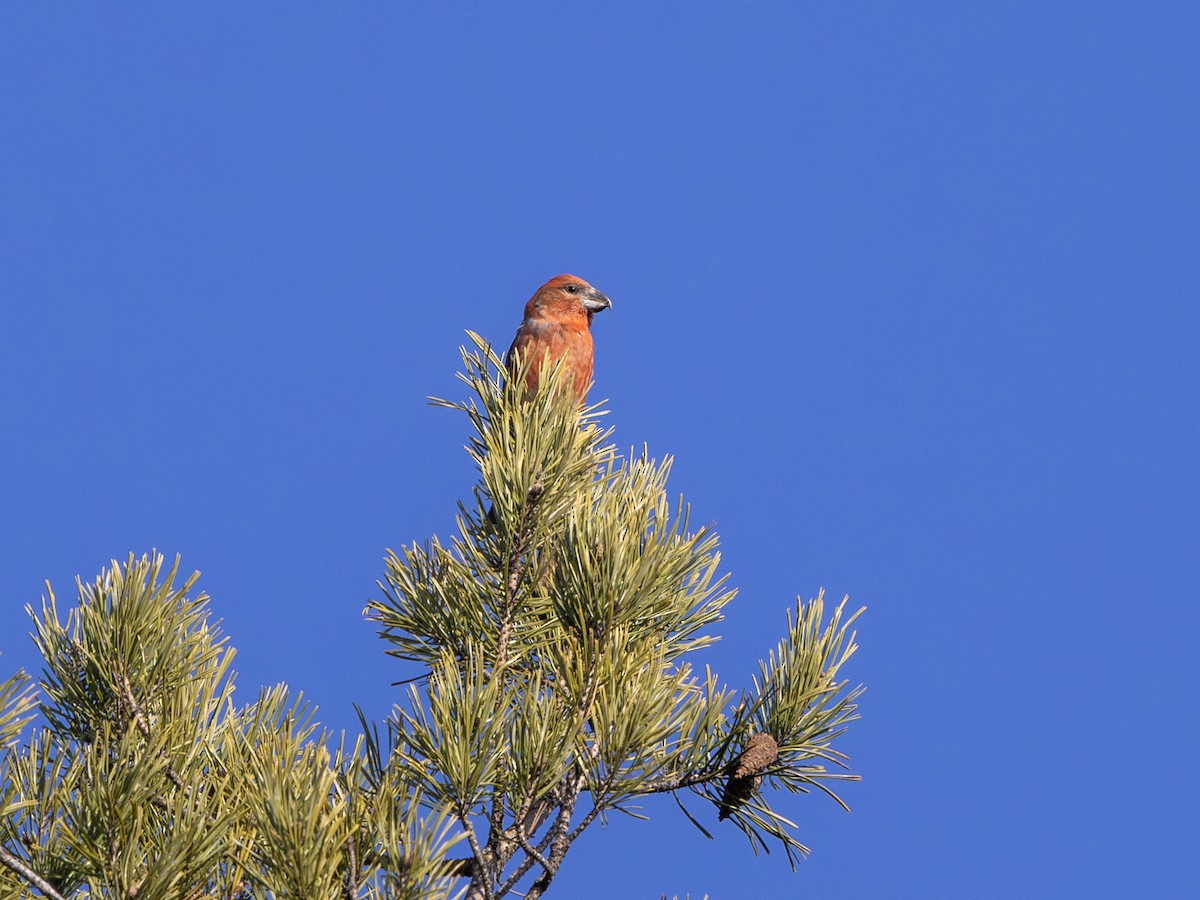 Parrot Crossbill - ML633206739