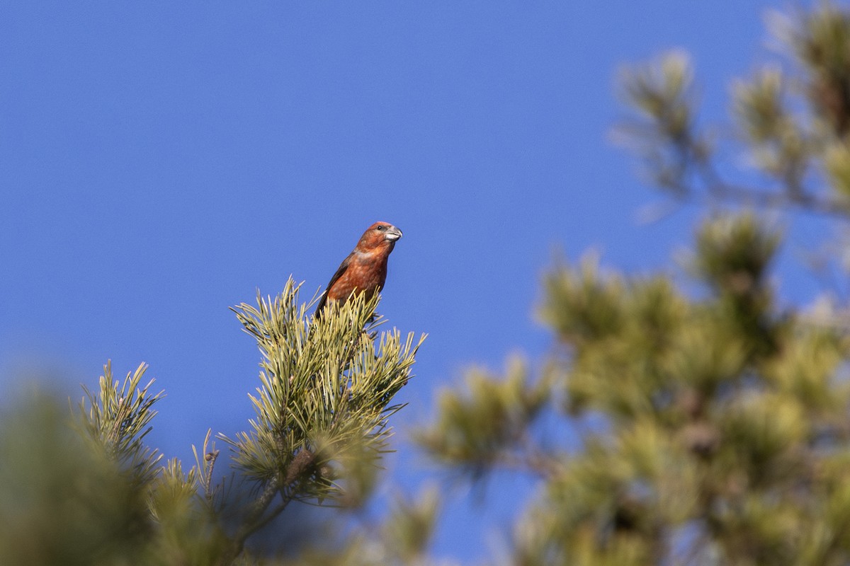 Parrot Crossbill - ML633206740