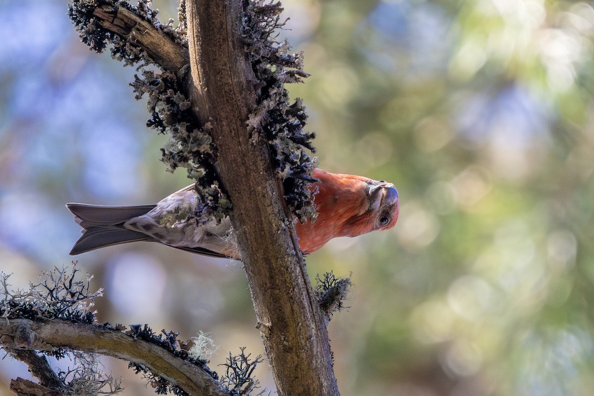 Parrot Crossbill - ML633206741
