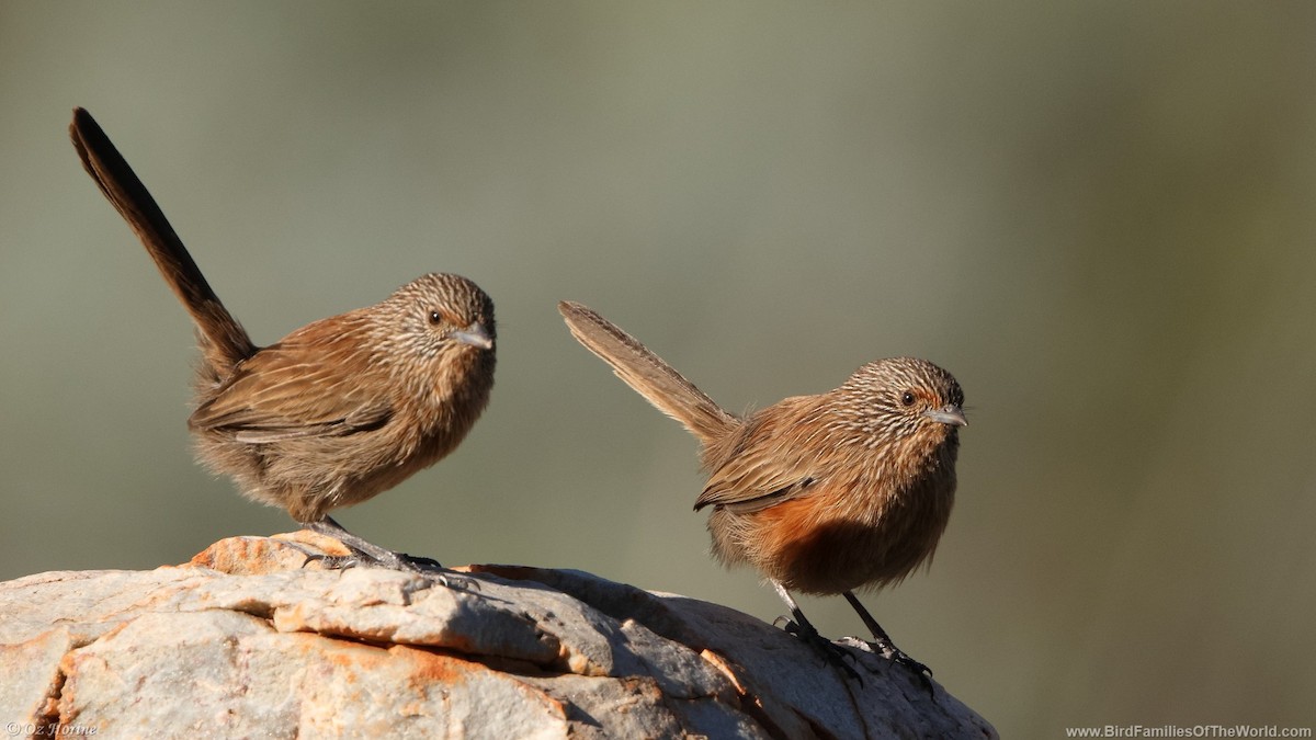 Dusky Grasswren - ML633206752