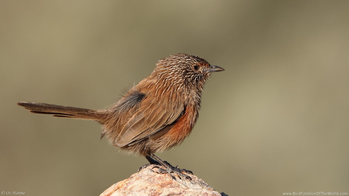 Dusky Grasswren - ML633206753