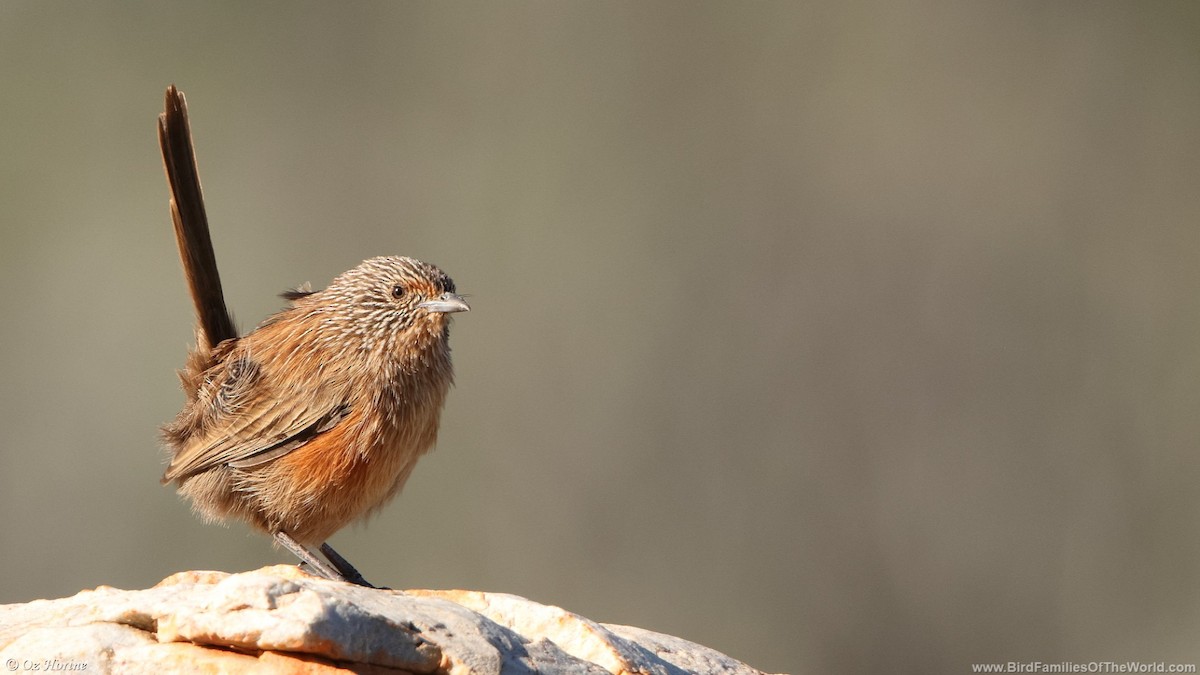 Dusky Grasswren - ML633206754