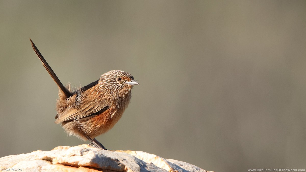 Dusky Grasswren - ML633206755