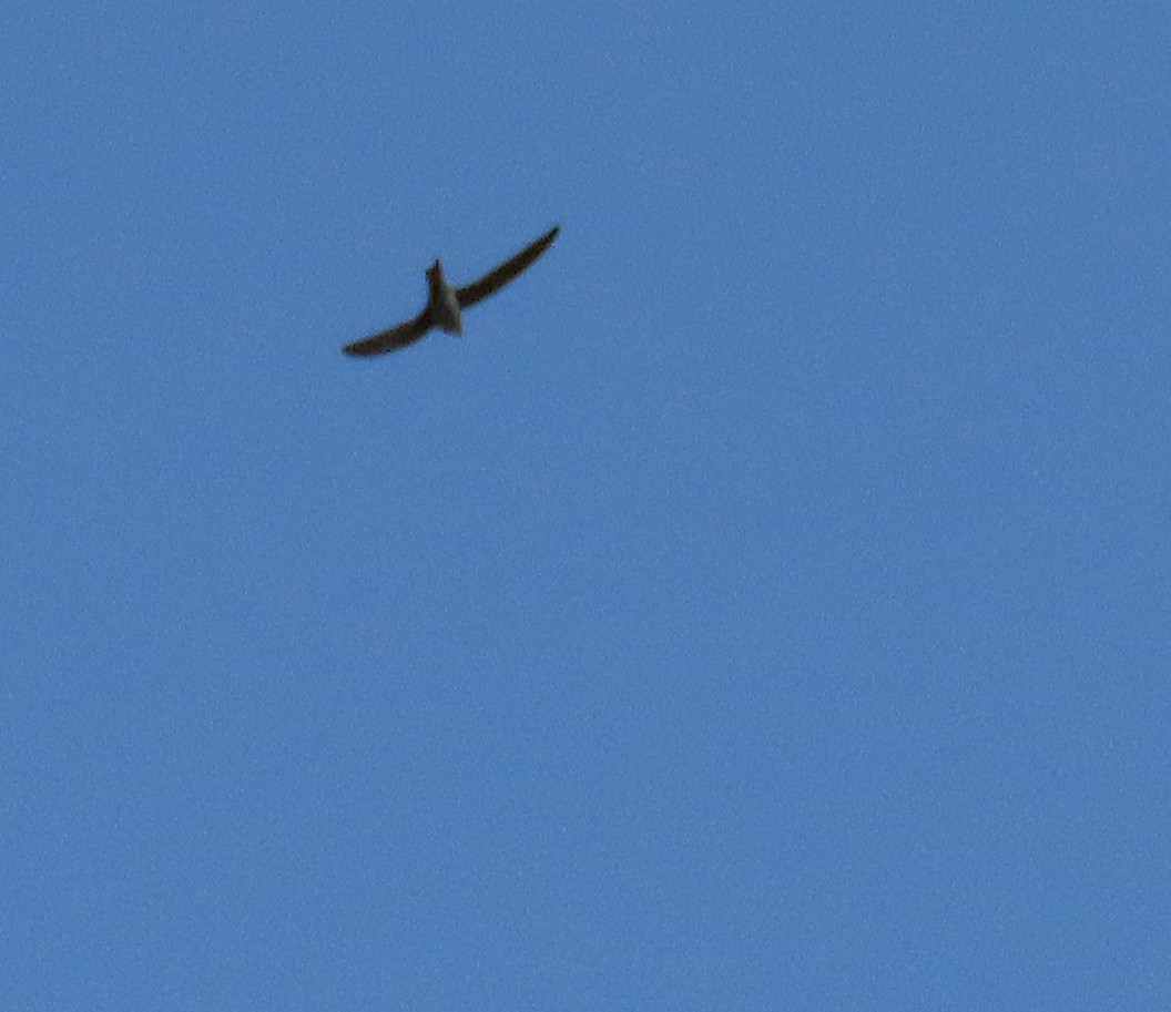 Mottled Swift - ML633206787