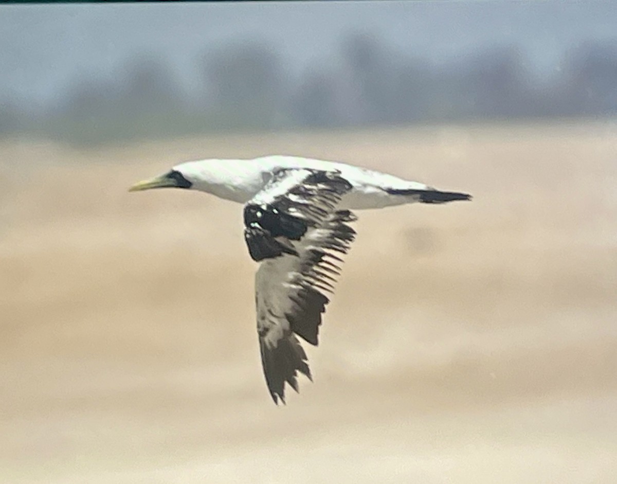 Masked Booby - ML633206796