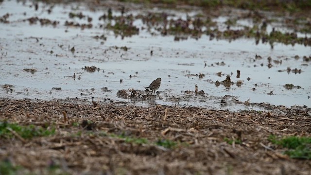 American Pipit - ML633206808